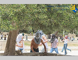 Palestinos encapuchados se confrontan con fuerzas de la Policía israelí en el Monte del Templo (Quds Net, 16 de mayo de 2014)