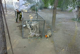 Dogs being rounded up by internal security forces 