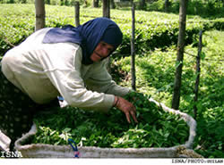 Iran’s tea industry 