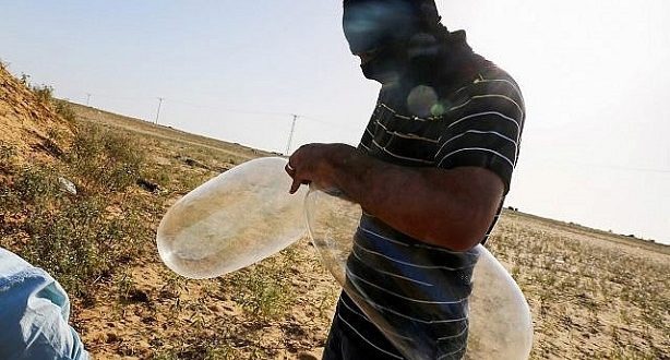 Un Palestinien prépare un ballon incendiaire pour le lancer en territoire israélien (Site Internet Qudsn, 24 juin 2018).