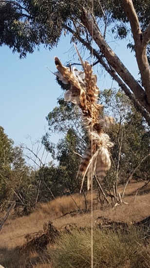 בז ששוגר מעזה והסתבך בעץ. אל הבז נקשר חומר בערה להצתת שטחים בישראל (רשות הטבע והגנים, 17 ביולי 2018)