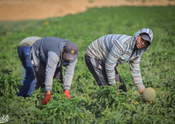 Palestinians pick melons in the northern Gaza Strip (QudsN Twitter account, May 14, 2023).