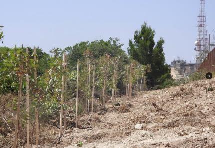 העצים שנשתלו במקום. (חשבון הטוויטר alishoeib1970@ , 5 ביולי 2023)